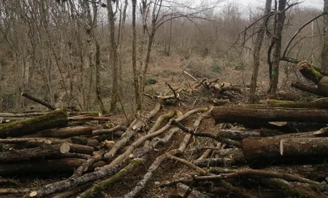 Fourniture et livraison de bois de chauffage à Leyrieu, Villemoirieu, GREEN ZONE